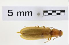 Foto (Dorsalansicht) von Denticollis dilutiangulus (NHMW-ZOO-COL-0008672)